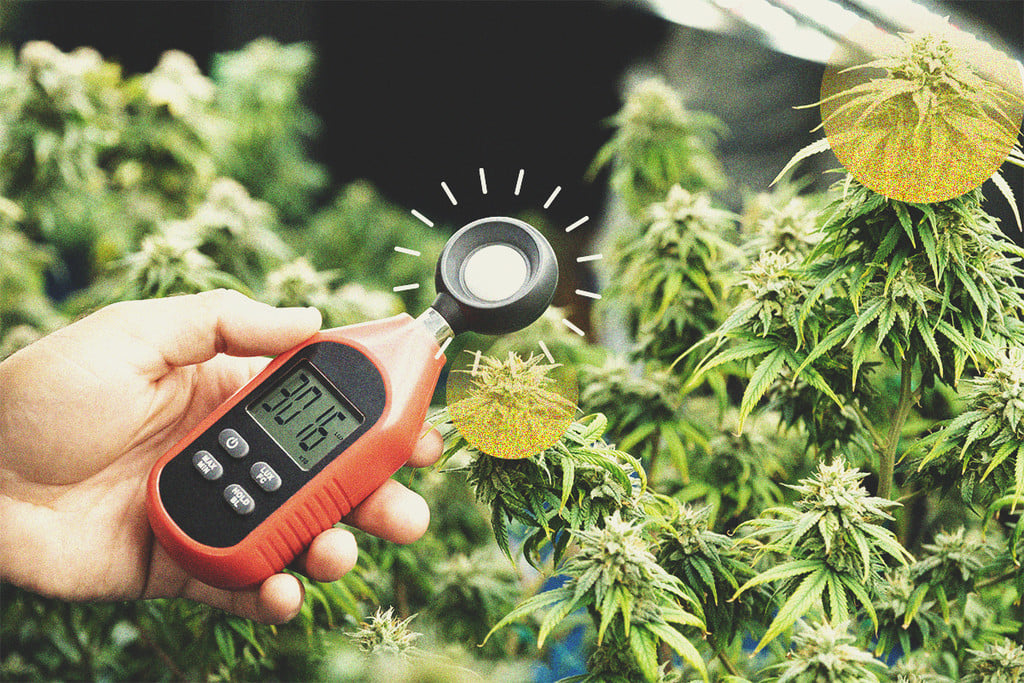 Utiliser Un Luxmètre Pour Récolter Plus De Cannabis