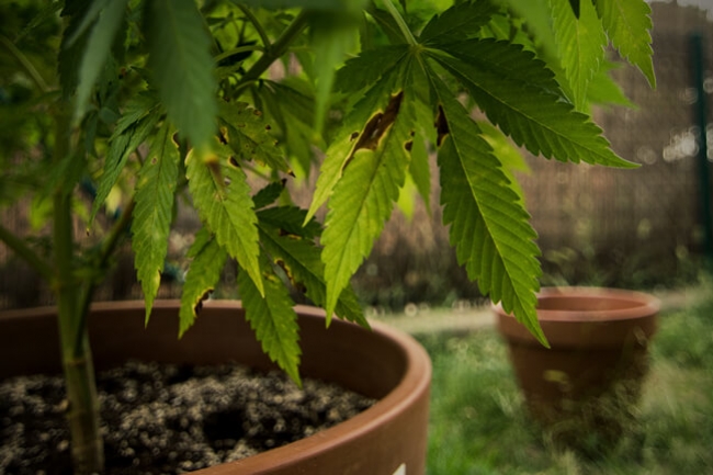 Commet Reconnaître Et Prévenir De L'alternaria Sur Le Cannabis 