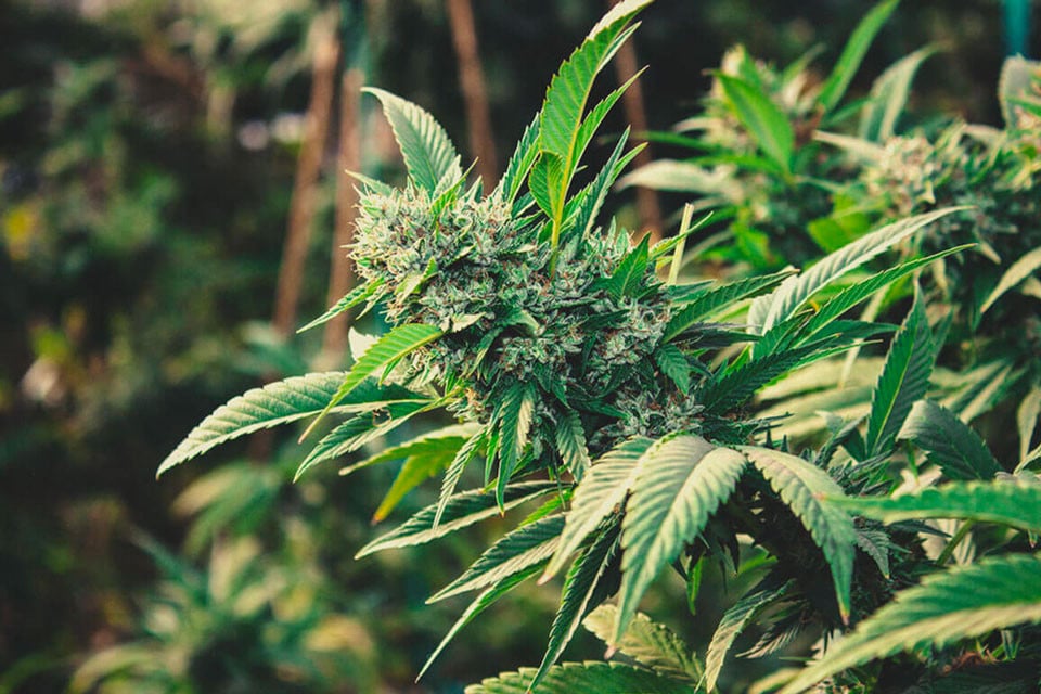 Comment Cultiver du Cannabis en Extérieur en 2025