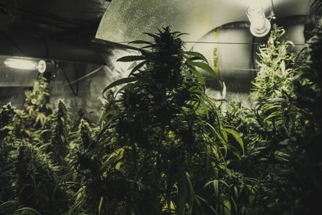 Cultiver différentes variétés de cannabis dans le même espace