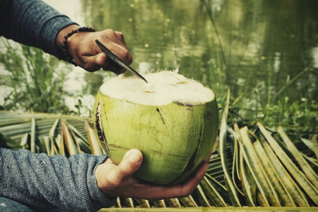 Fertiliser Le Cannabis Avec De L'eau De Coco ?