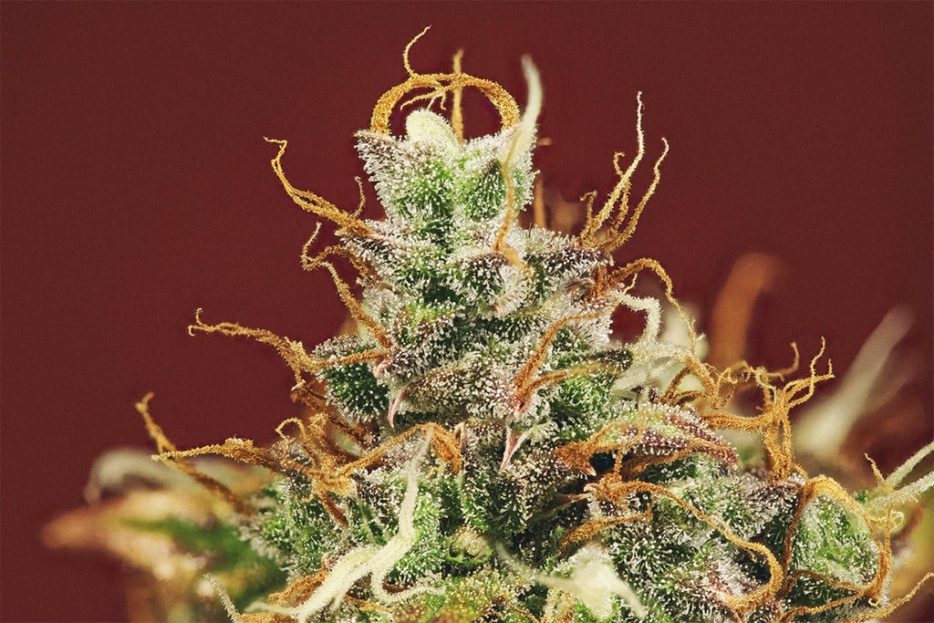 L’Importance Des Pistils Pour Les Cultivateurs De Cannabis