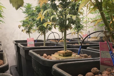 Culture du cannabis en hydroponie vs en terre - RQS Blog