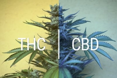 Test salivaire THC (cannabis) de drivecase : comment l'utiliser