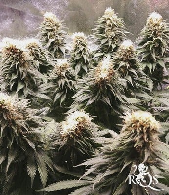 Blue Mystic Blue Mystic