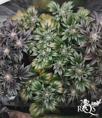 Fruit Spirit Fruit Spirit