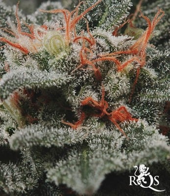 Fruit Spirit Fruit Spirit