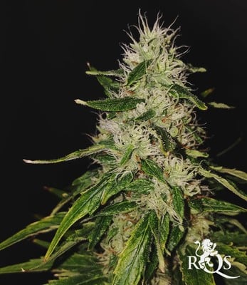 Northern Light Northern Light