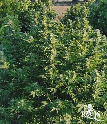 Northern Light Northern Light