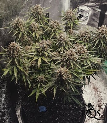 Royal Kush Auto Royal Kush Auto