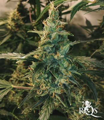 Royal Bluematic Royal Bluematic