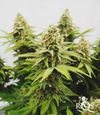 Critical Critical