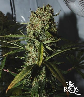 Critical Critical
