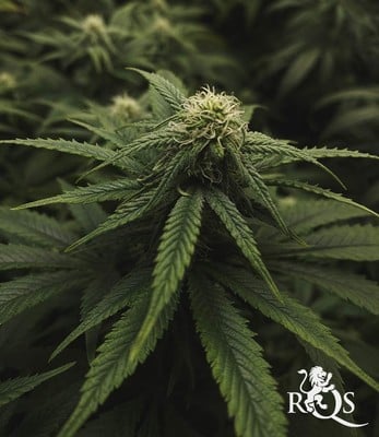 Critical Critical