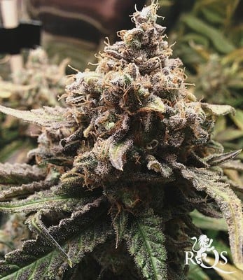 Critical Critical
