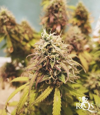 Autofloraison Mélange