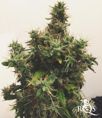 Autofloraison Mélange