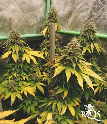 Mélange féminisée