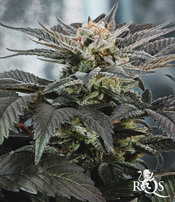 Mélange féminisée