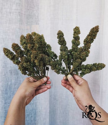 Mélange féminisée