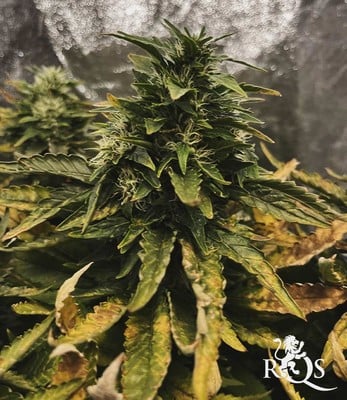 Special Kush 1 Special Kush 1