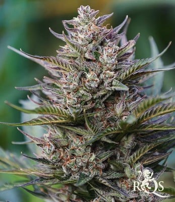 Royal Cheese Auto Royal Cheese Auto