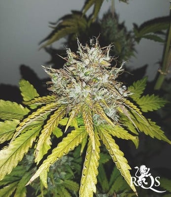 Sweet Skunk Auto