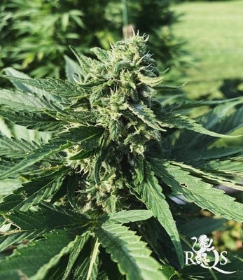 Honey Cream (Fast Flowering)