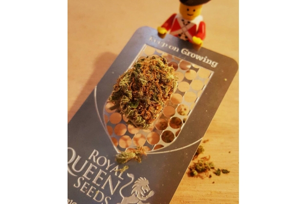 Grinder à Cannabis Carte Avec RQS Logo Grinder à Cannabis Carte Avec RQS Logo