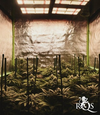 Pineapple Kush Pineapple Kush