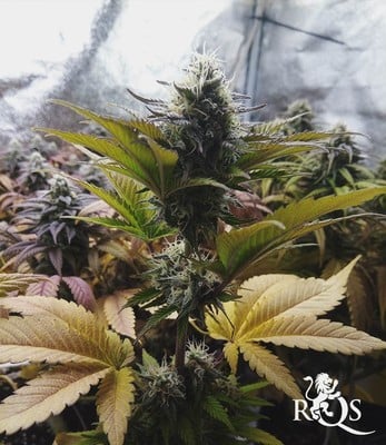 Candy Kush Express (Fast Flowering)