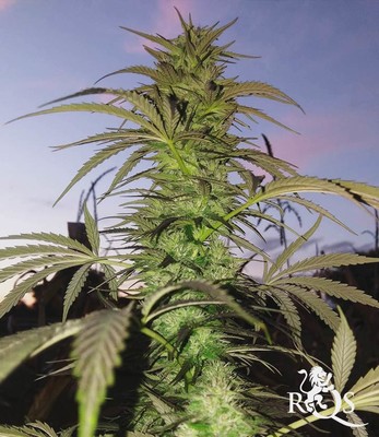Candy Kush Express (Fast Flowering)
