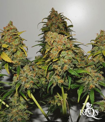 Speedy Chile (Fast Flowering)