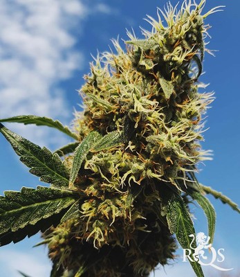 Mother Gorilla (Anciennement Royal Madre)