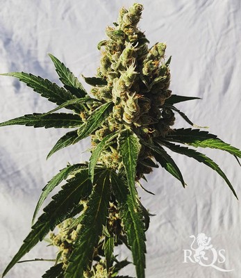 Mother Gorilla (Anciennement Royal Madre)