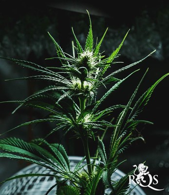 Mother Gorilla (Anciennement Royal Madre)