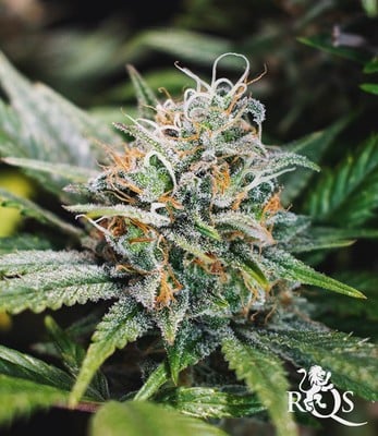 Lemon Shining Silver Haze Lemon Shining Silver Haze