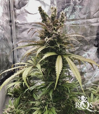 Lemon Shining Silver Haze Lemon Shining Silver Haze