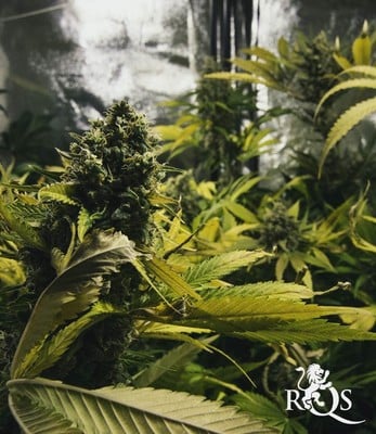 Royal Domina Royal Domina