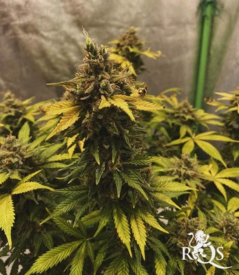 North Thunderfuck North Thunderfuck