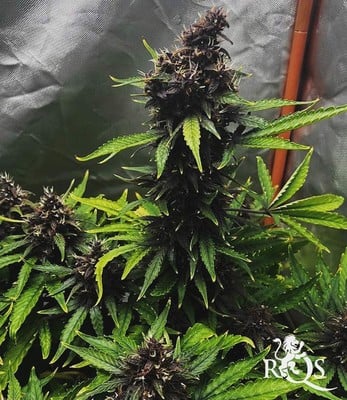 Purplematic CBD Purplematic CBD