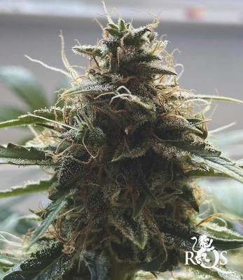 Haze Berry Auto Haze Berry Auto