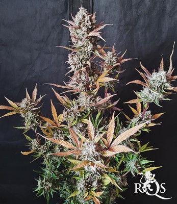 Purple Punch Auto Purple Punch Auto