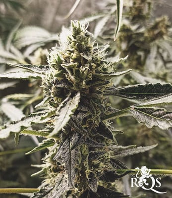 Sherbet Queen Auto Sherbet Queen Auto