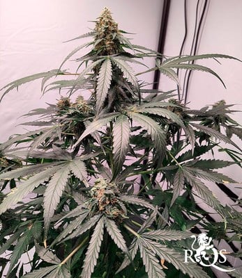 Epsilon F1 Epsilon F1