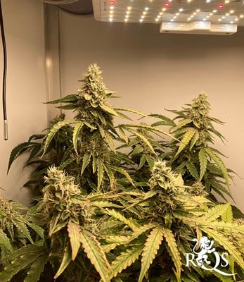 Epsilon F1 Epsilon F1