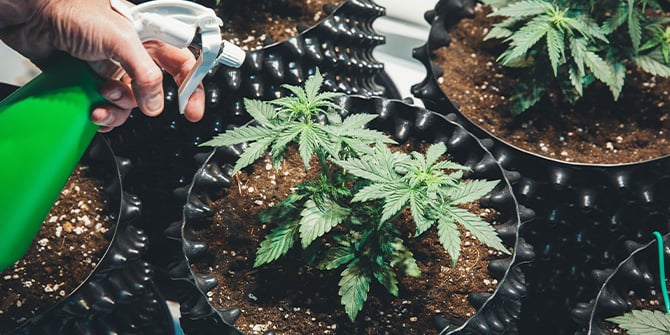 Cultivez du cannabis avec RQS
